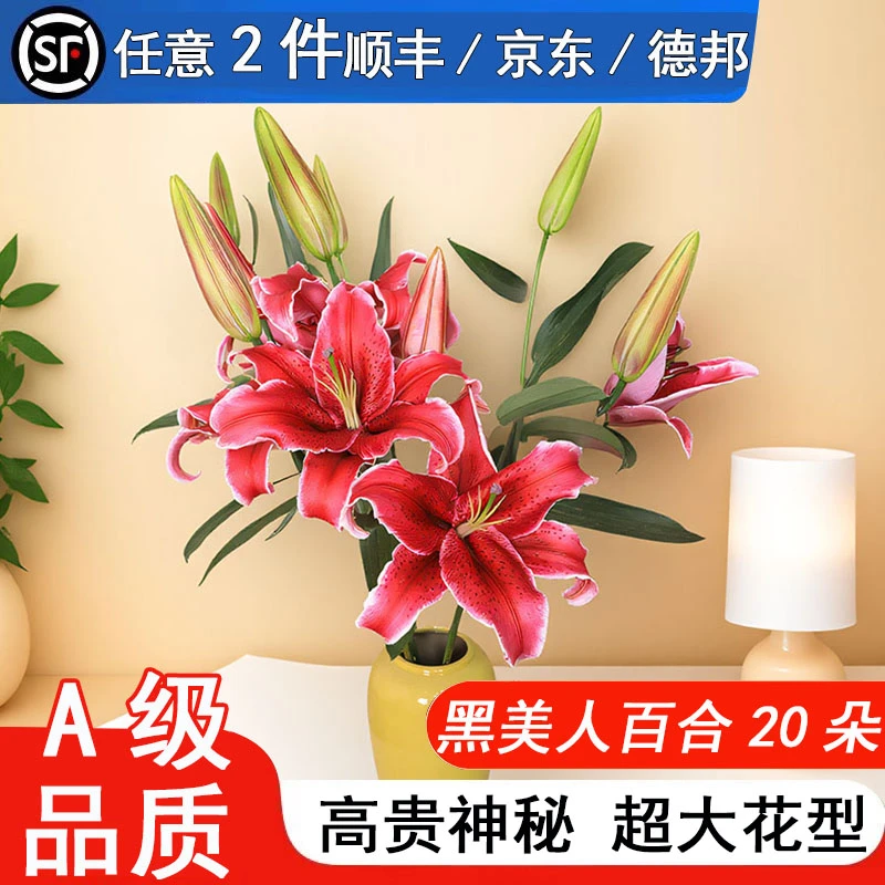 【麒麟花开】黑美人百合花鲜花云南基地直发情人七夕节花束鲜切花