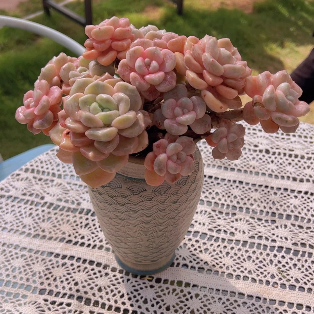 妞***子一物一拍多肉植物