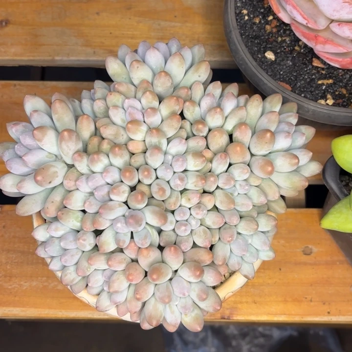 琴***子一物一拍，汤圆多肉。