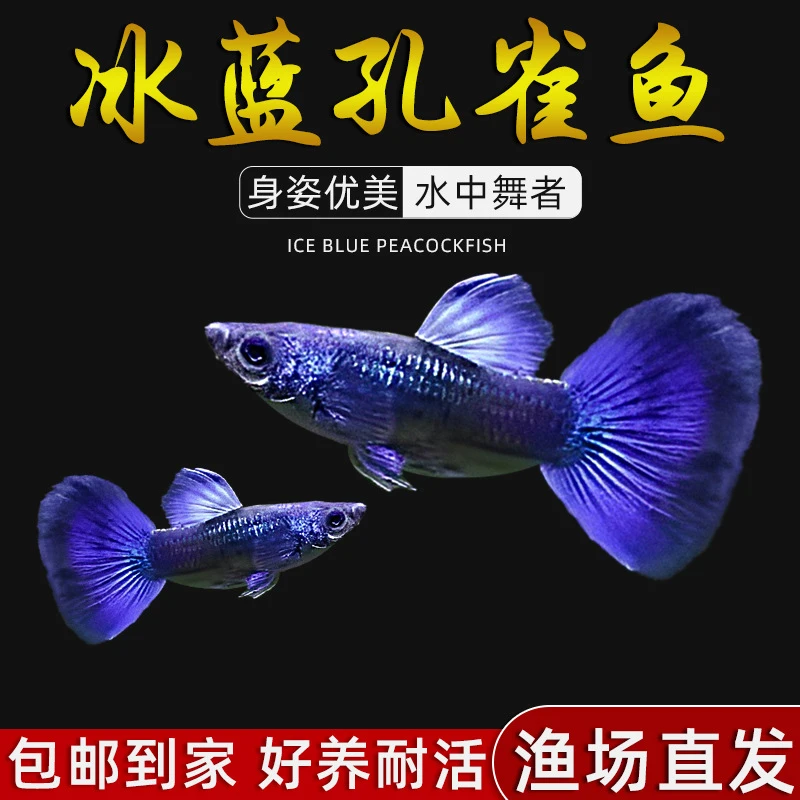 【莫斯科冰蓝】4条+4条备损纯种孔雀鱼小型观赏鱼不分公母入缸不赔