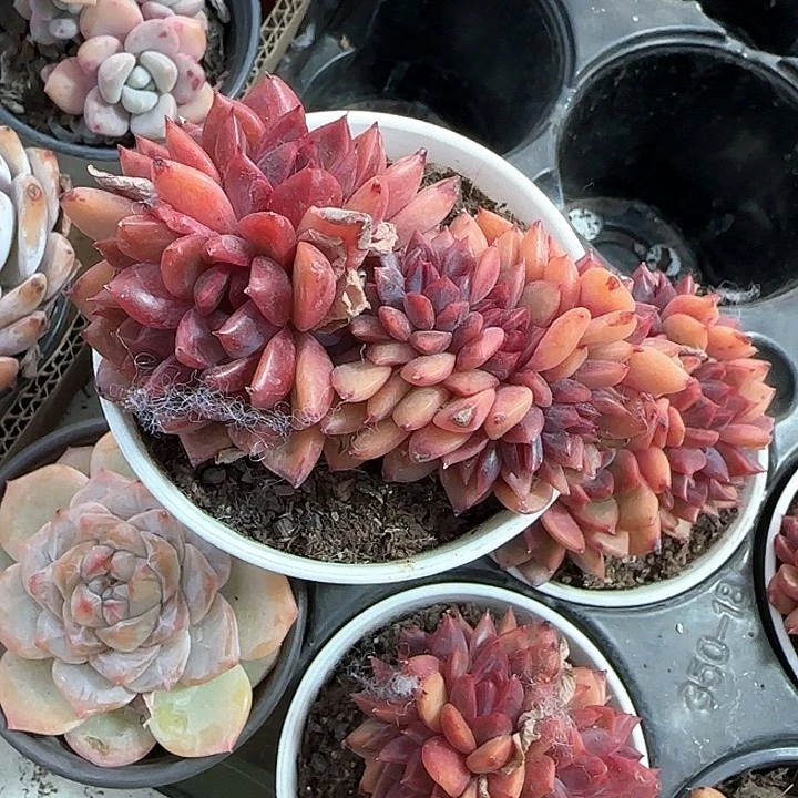 青蛙王子儿童牙膏111