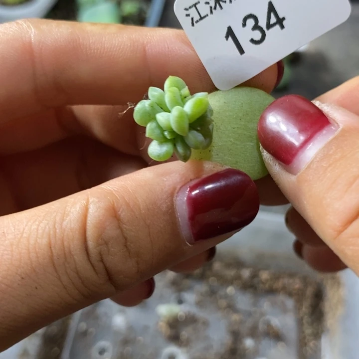 标签134珍妮呀渺一个多肉