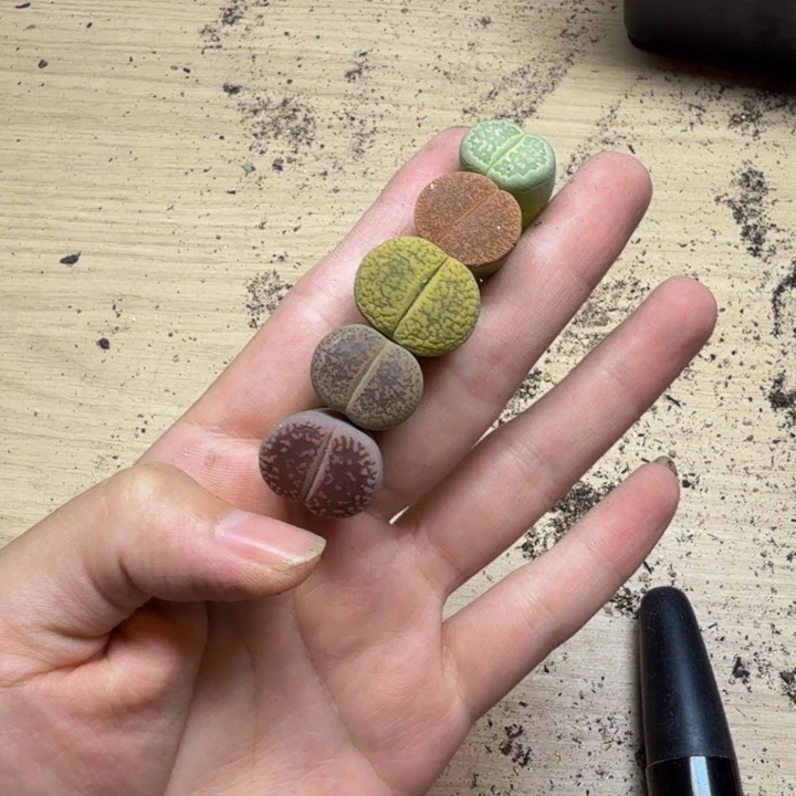 多肉植物的生长33
