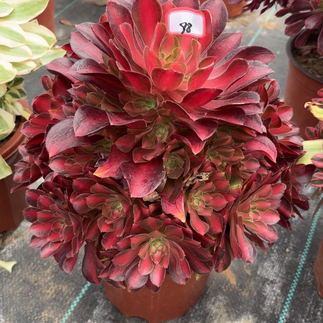 98妮娜皇后多肉植物绿植