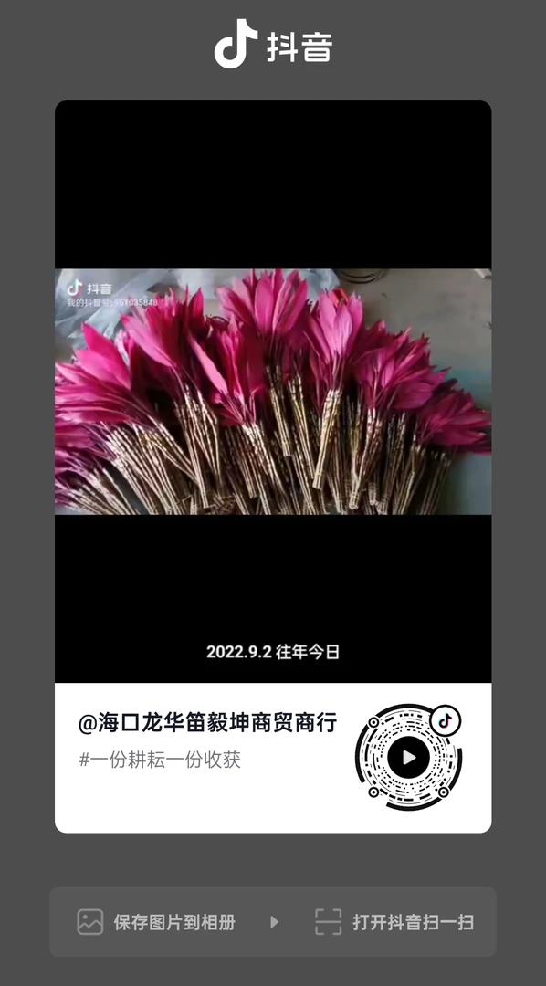 切支鸿运当头富贵竹水培绿植室内盆栽净化空气好养易活