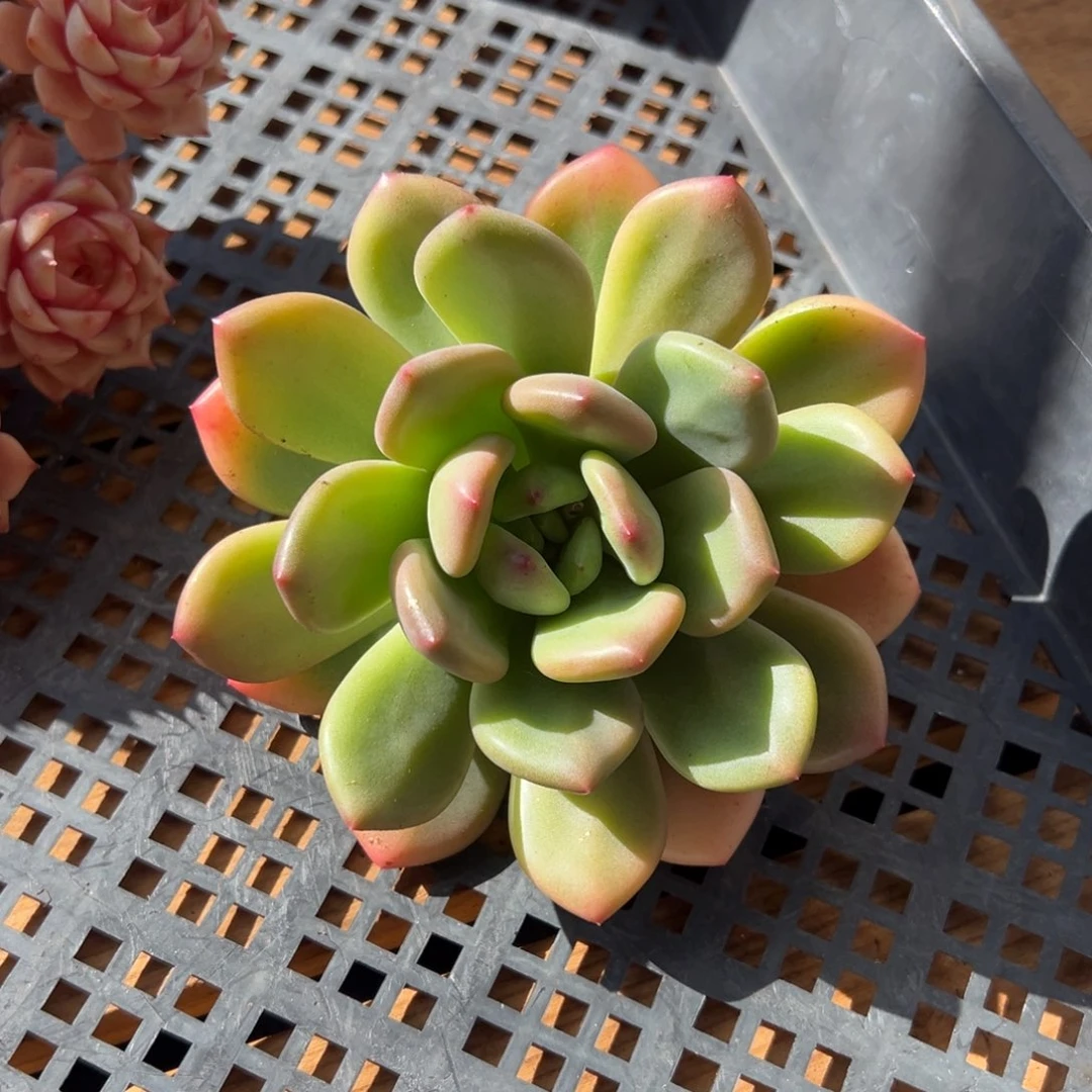 寄养16666666666666