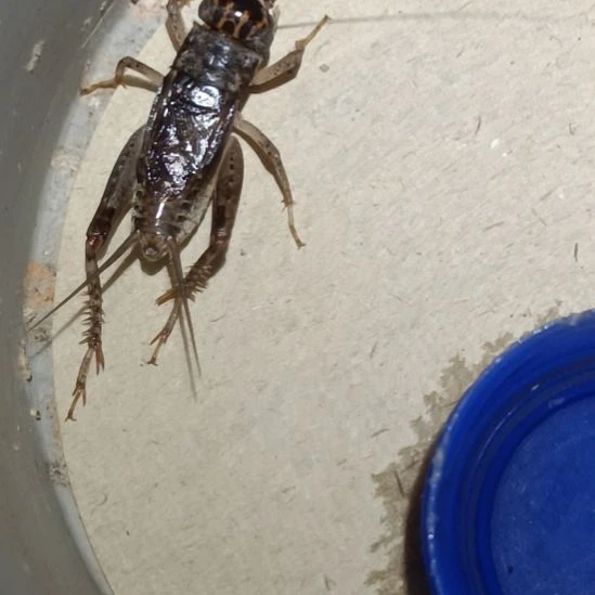 坤园份房蟋蟀蛐蛐