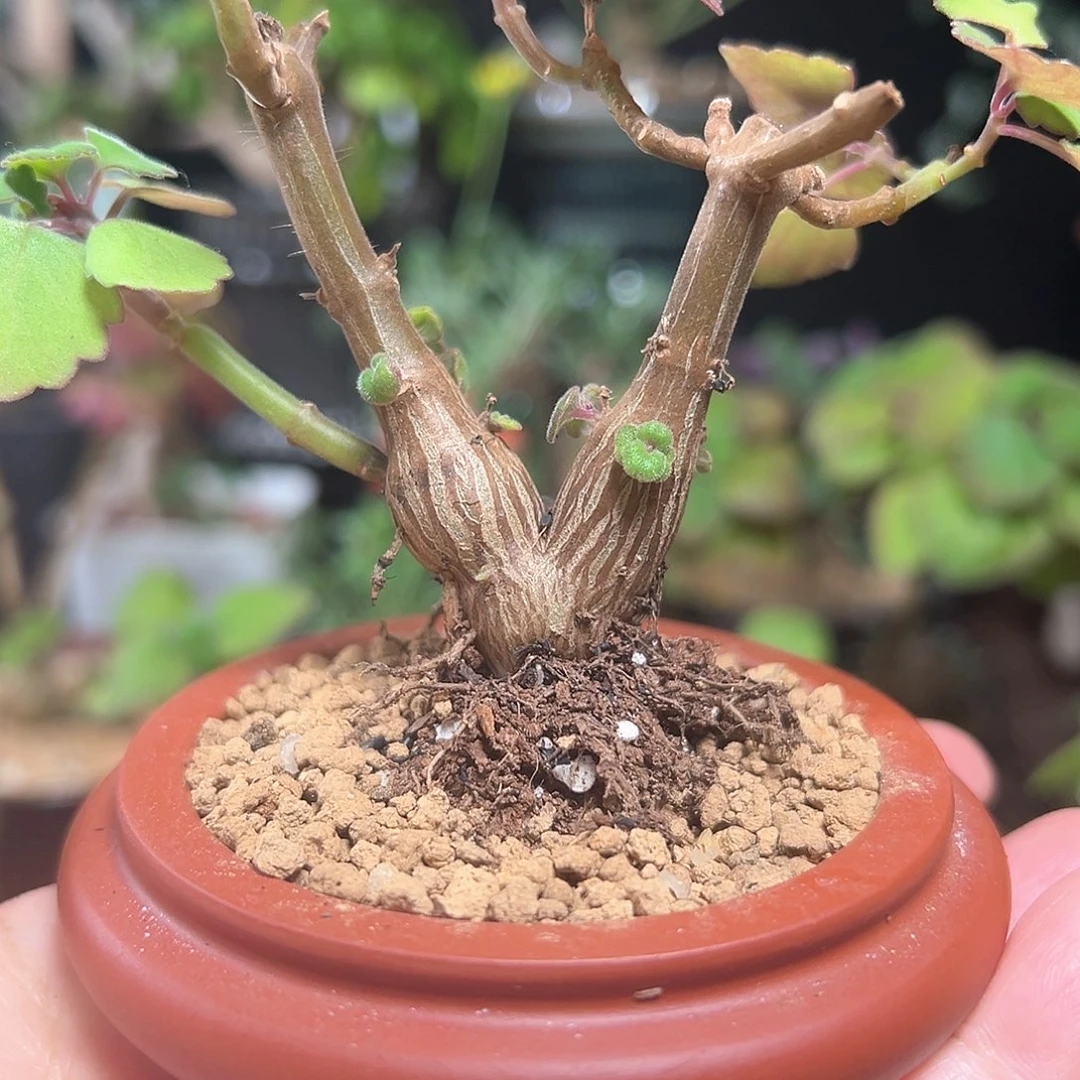 爱氏延命草脱土发货