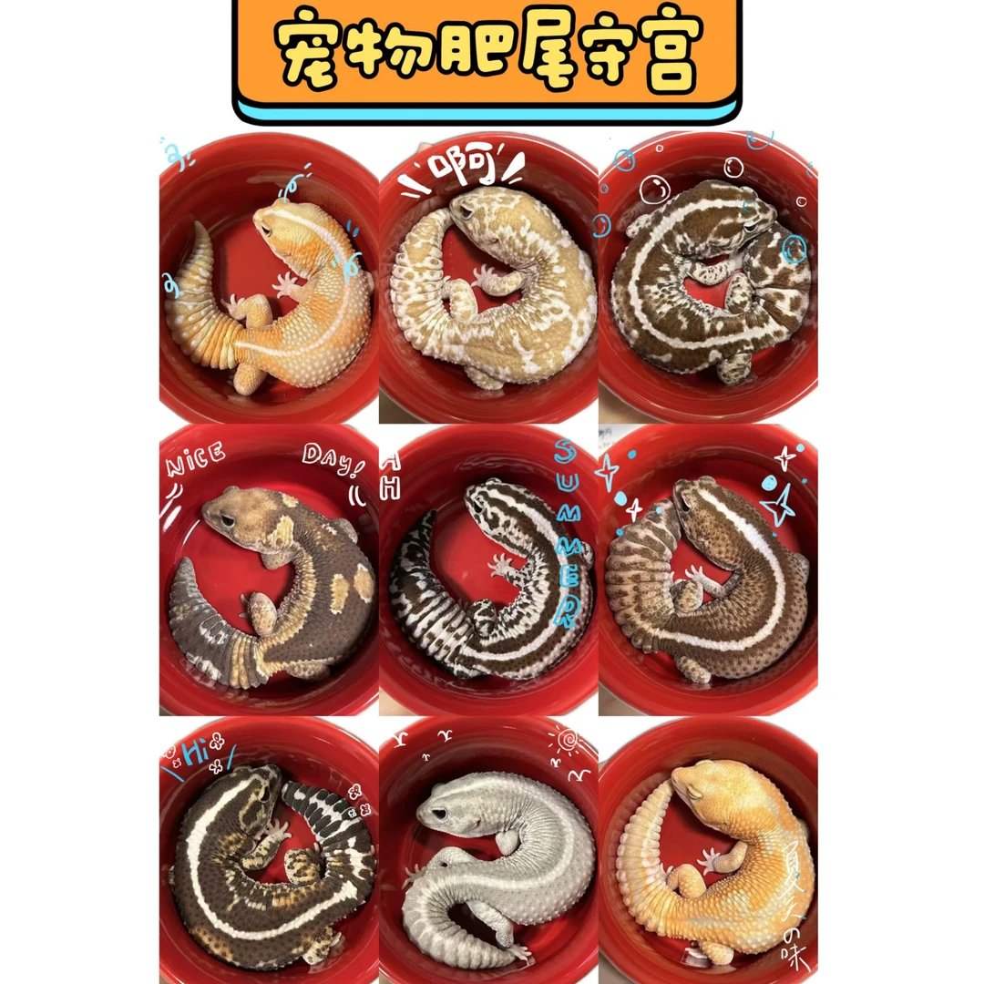 肥尾守宫新手入门套餐守宫爬宠