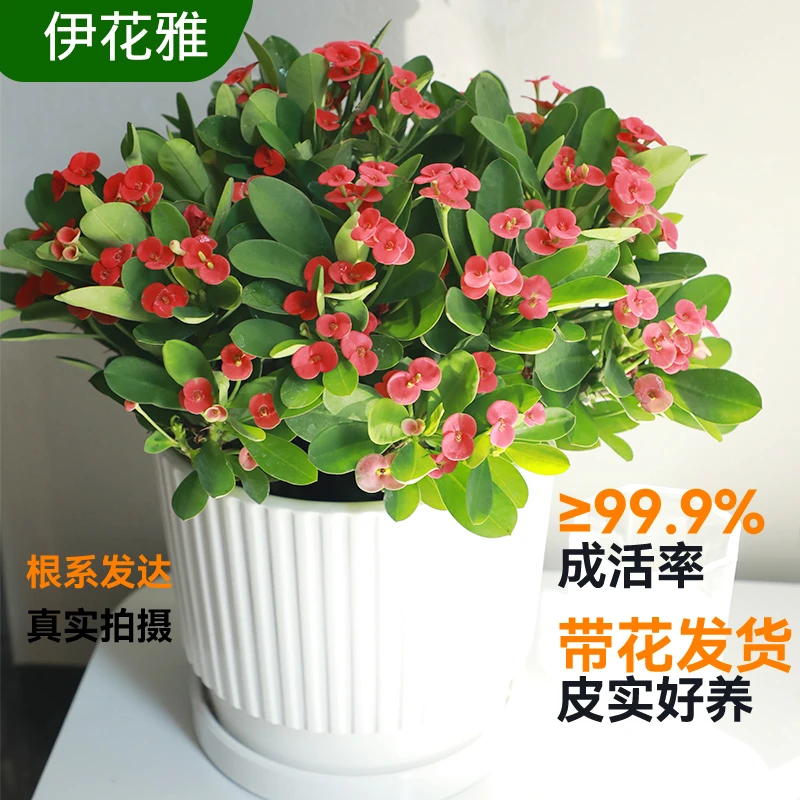 虎刺梅花卉盆栽易活植物室内办公室阳台耐旱铁海棠花四季花卉植物