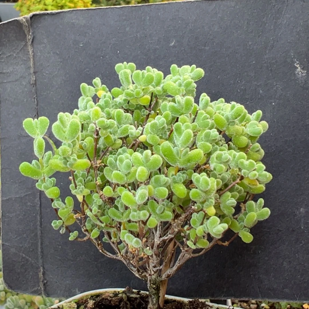 【闪购商品】dy6626实生莱斯冠幅6cm