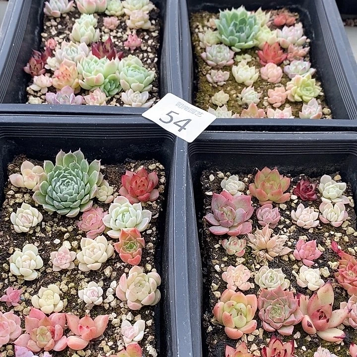 54 多肉植物盆栽花卉