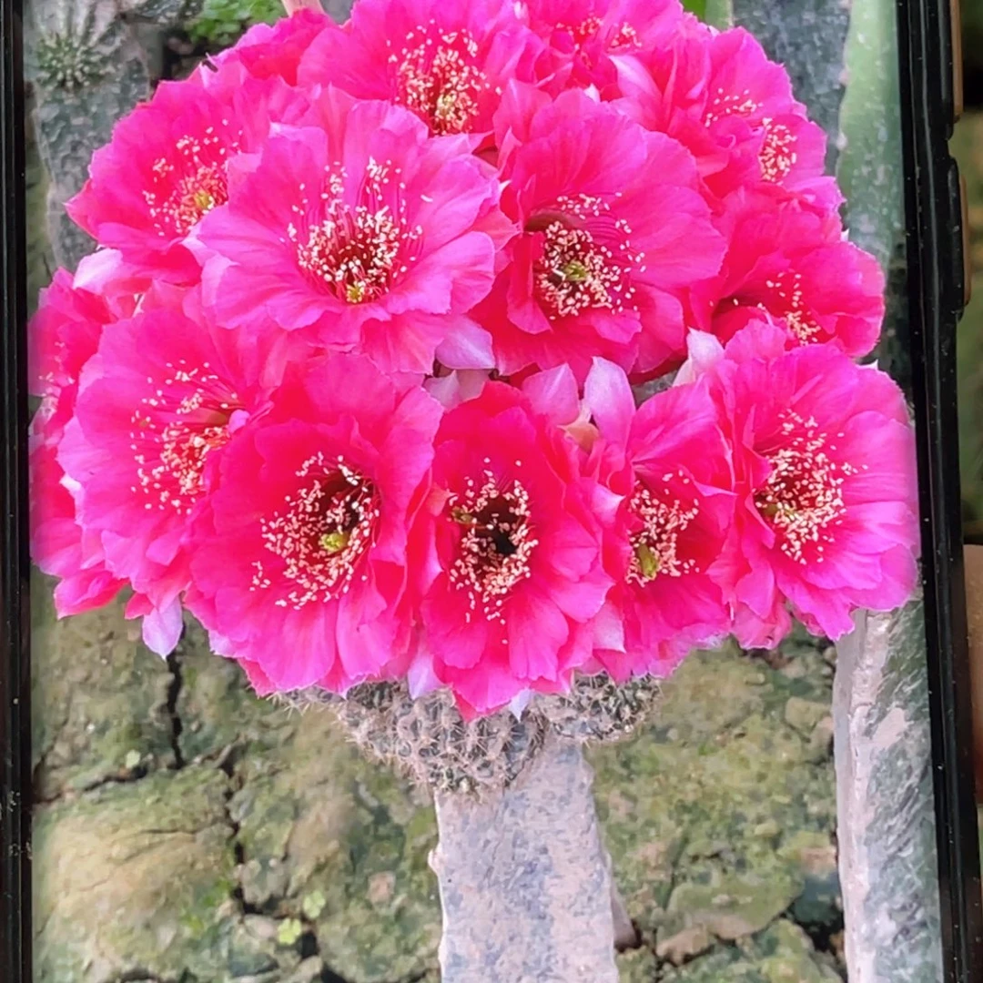 丽 洛神侧芽 歪 满20包邮4公分以上