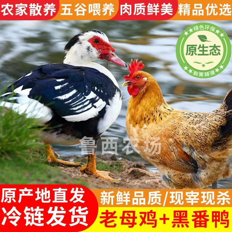 【中秋佳节】3只2年黄油老母鸡+赠1只4斤番鸭 4只净重10斤
