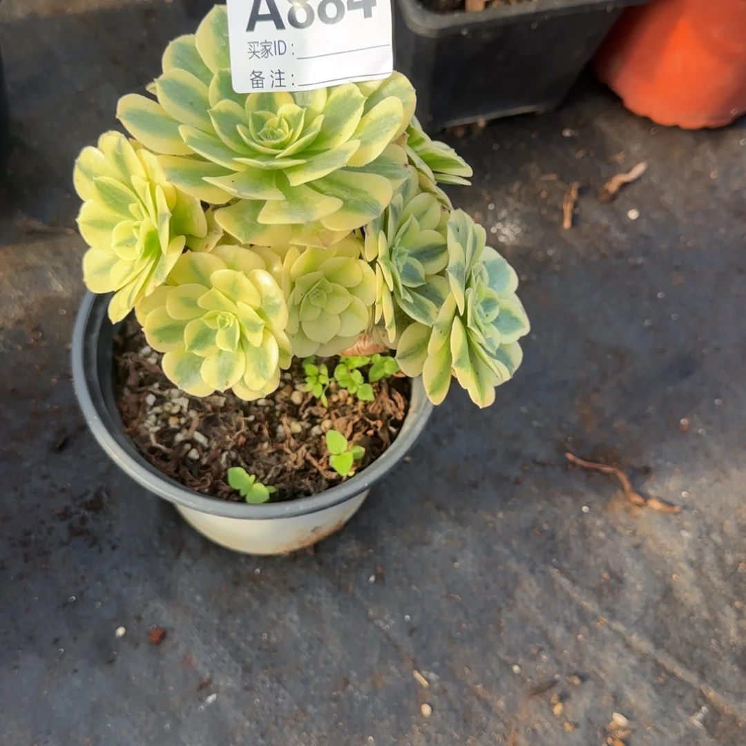 ****迟精品多肉植物000884