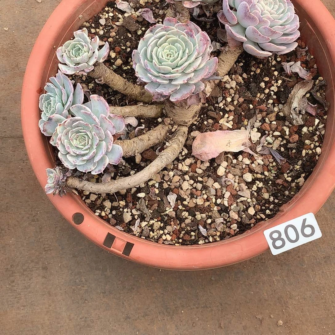 806天赐 一物一拍多肉