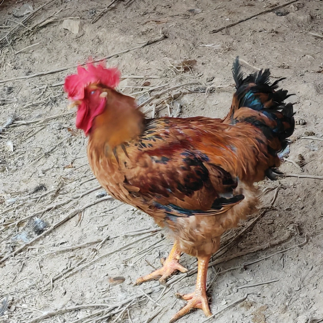 树林散养麻黄公（清真）