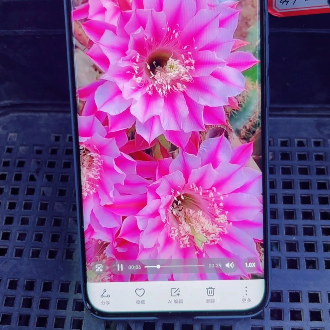 下25彩草银河系歪无根侧芽4公分左右20包邮