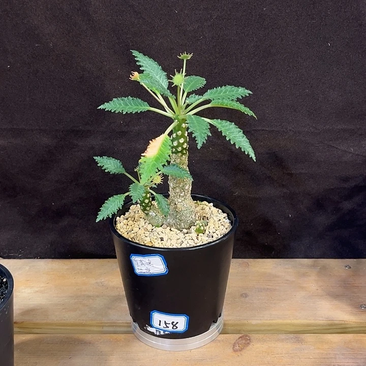 汤圆植物霍武德硫桑