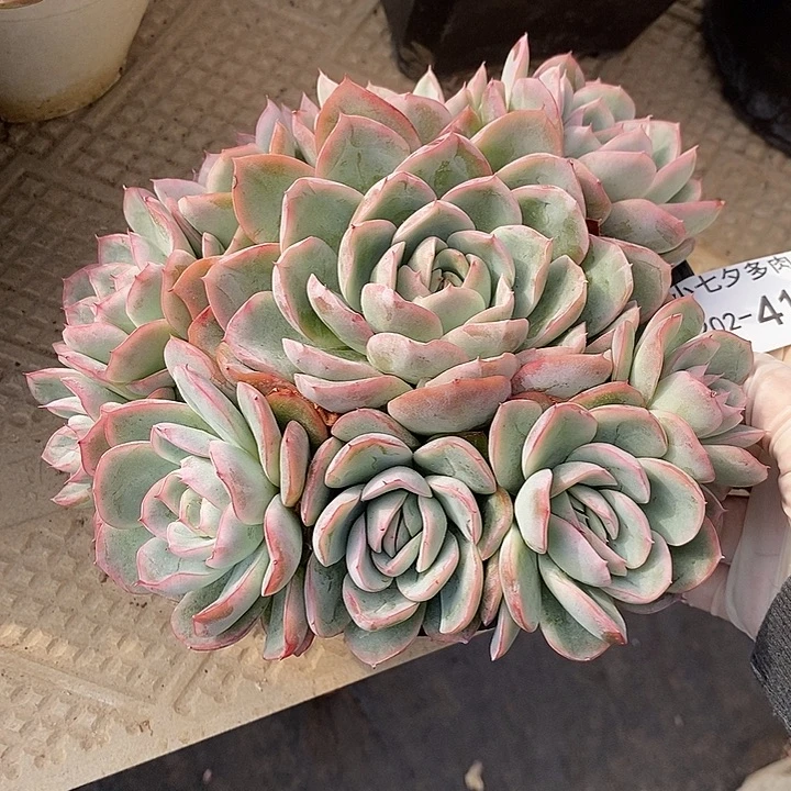 原始蓝鲸41 小七夕多肉