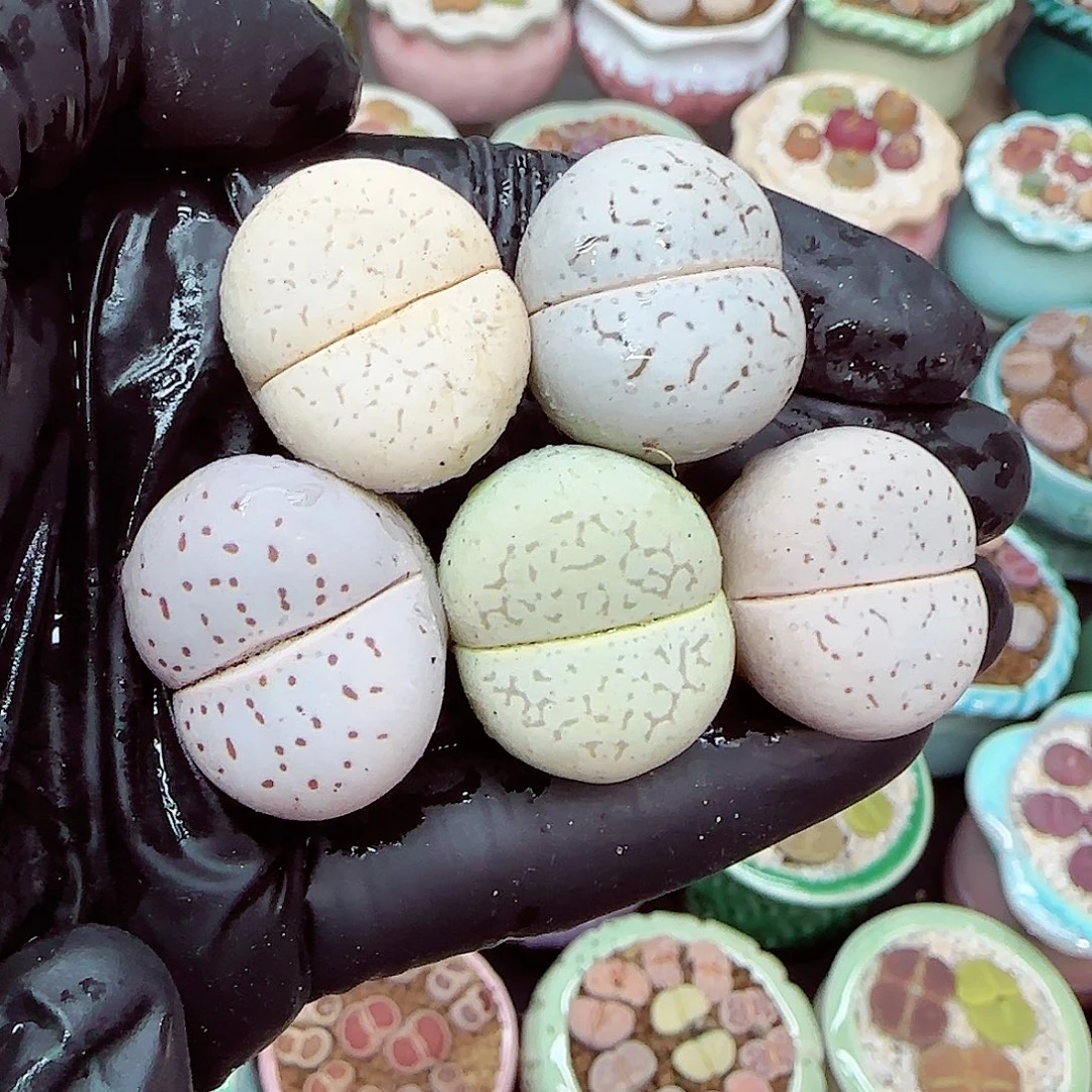 生石花满18包邮1227-117