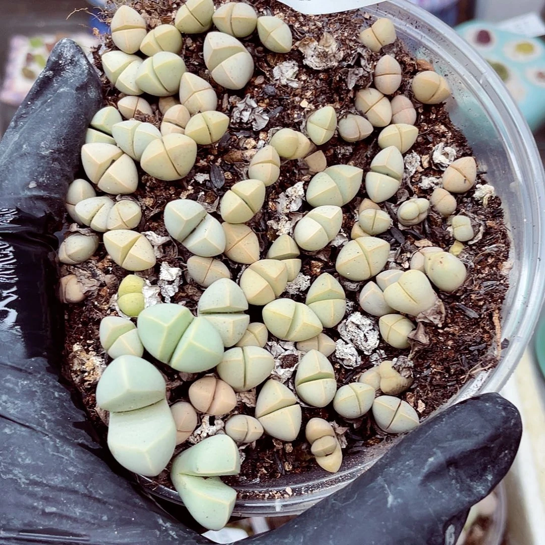 生石花满18包邮0916-84