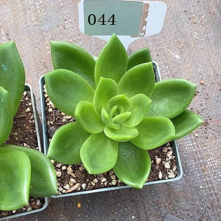 x044-直播福利 翠花