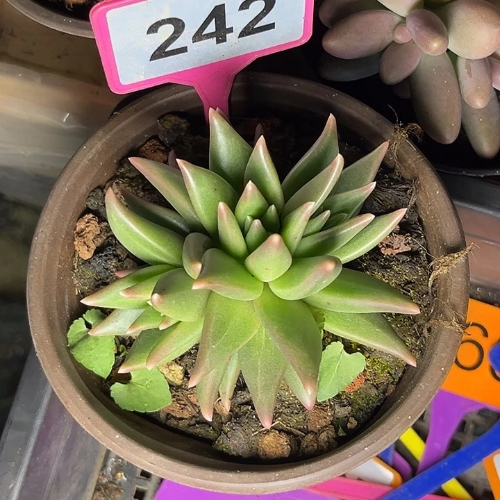 好***静多肉植物布丁群242