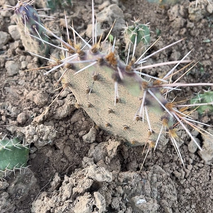 红衣战士一棵有根不大无侧芽红花