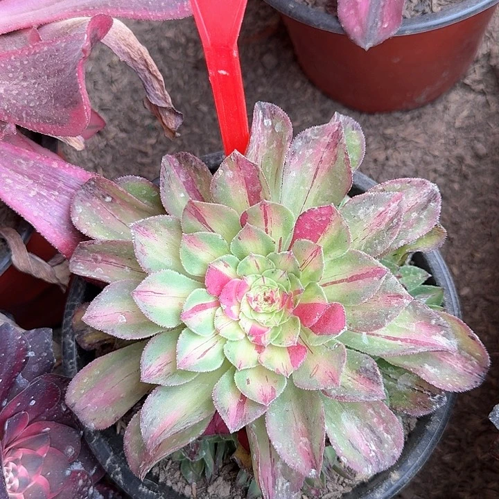 3-3005知否多肉法师