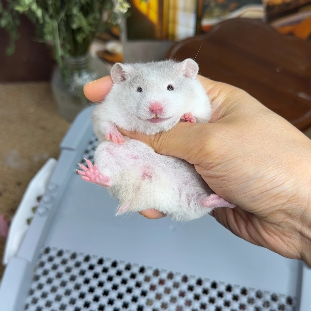 短毛鸽灰波妹妹9.18