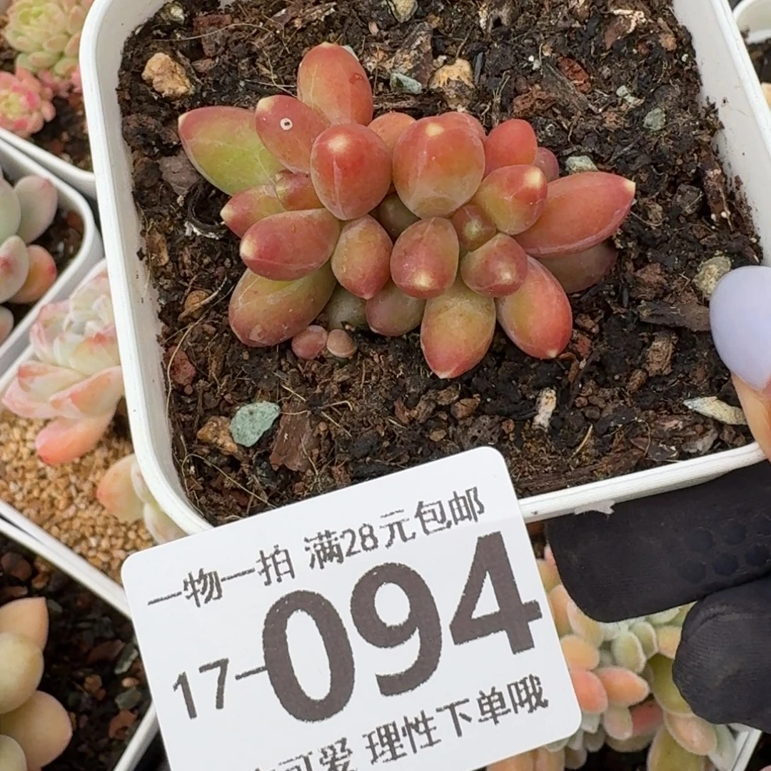 千代田无盆土发货无