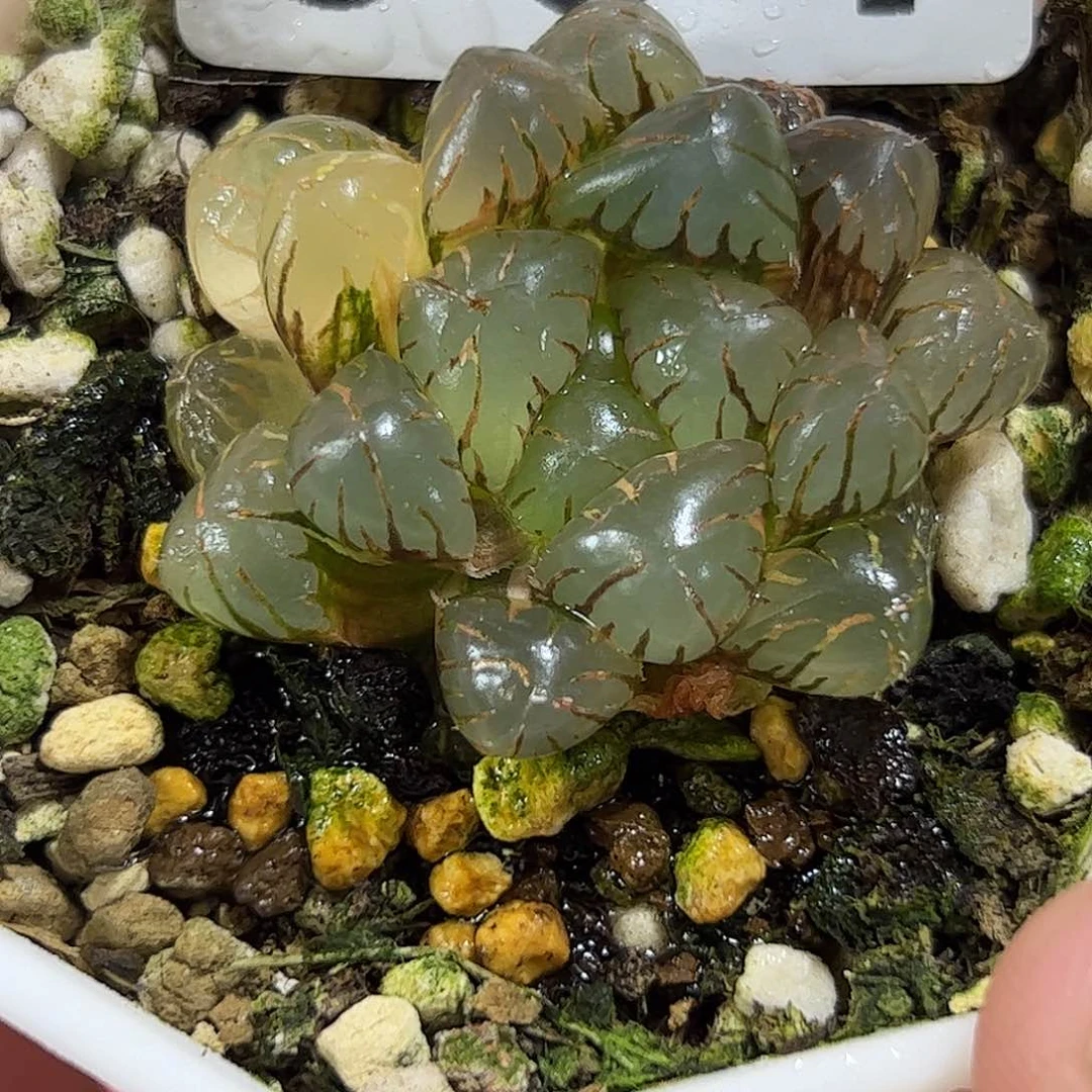 004潘灯锦十二卷多肉