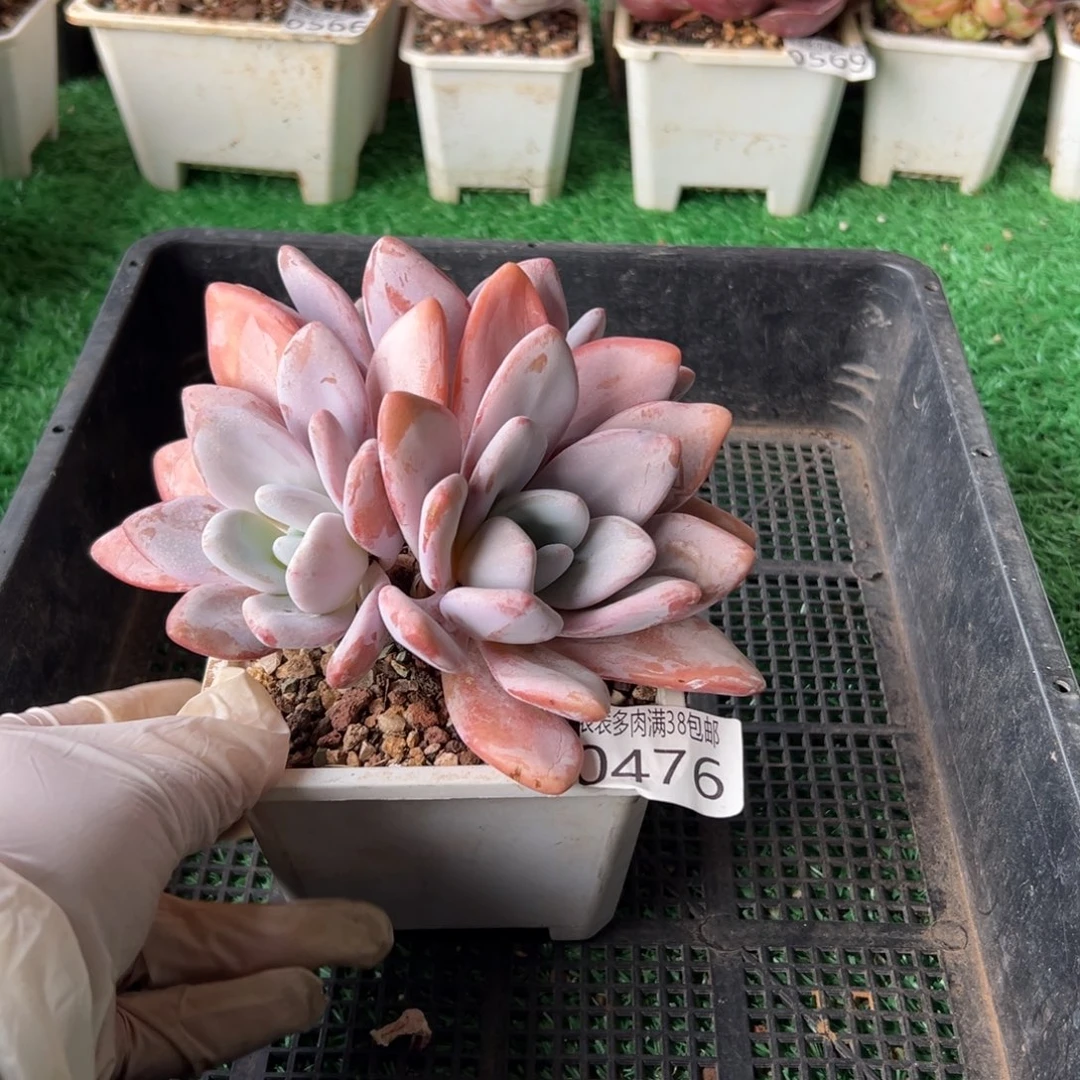 无花朵多肉一物一拍植物0476