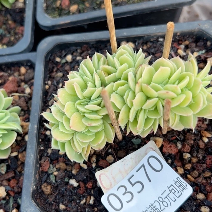 幸运的是我的朋友