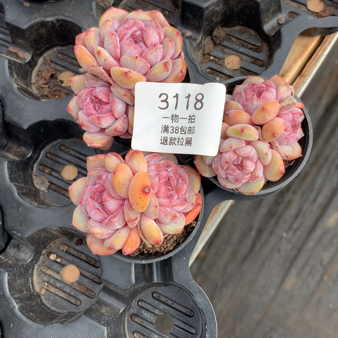 品*6厘米石榴籽3118