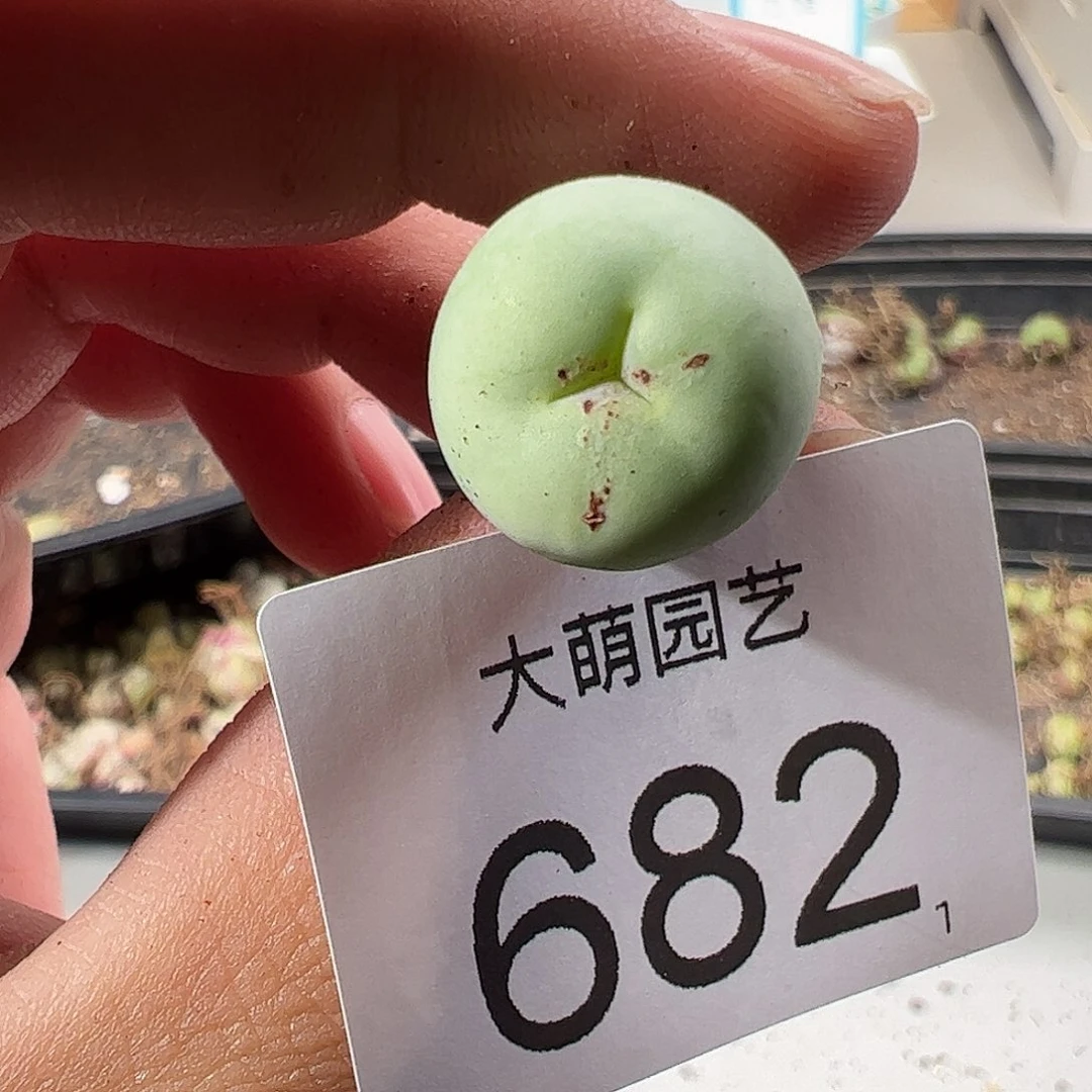0000682 一物一拍……