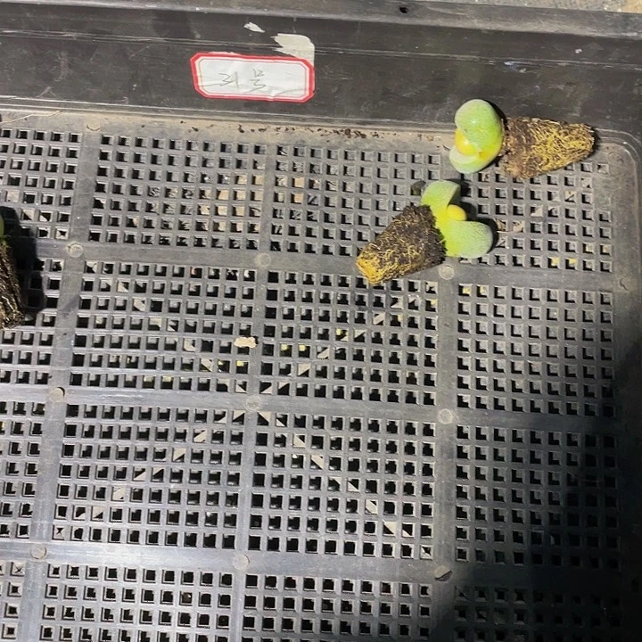 妖***剧31号筐带土发货