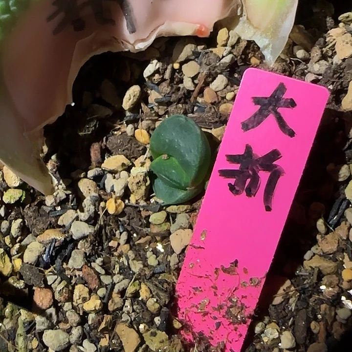 老***蒋大折边大隆骨叶插苗