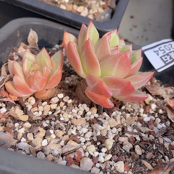 香槟2054多肉植物