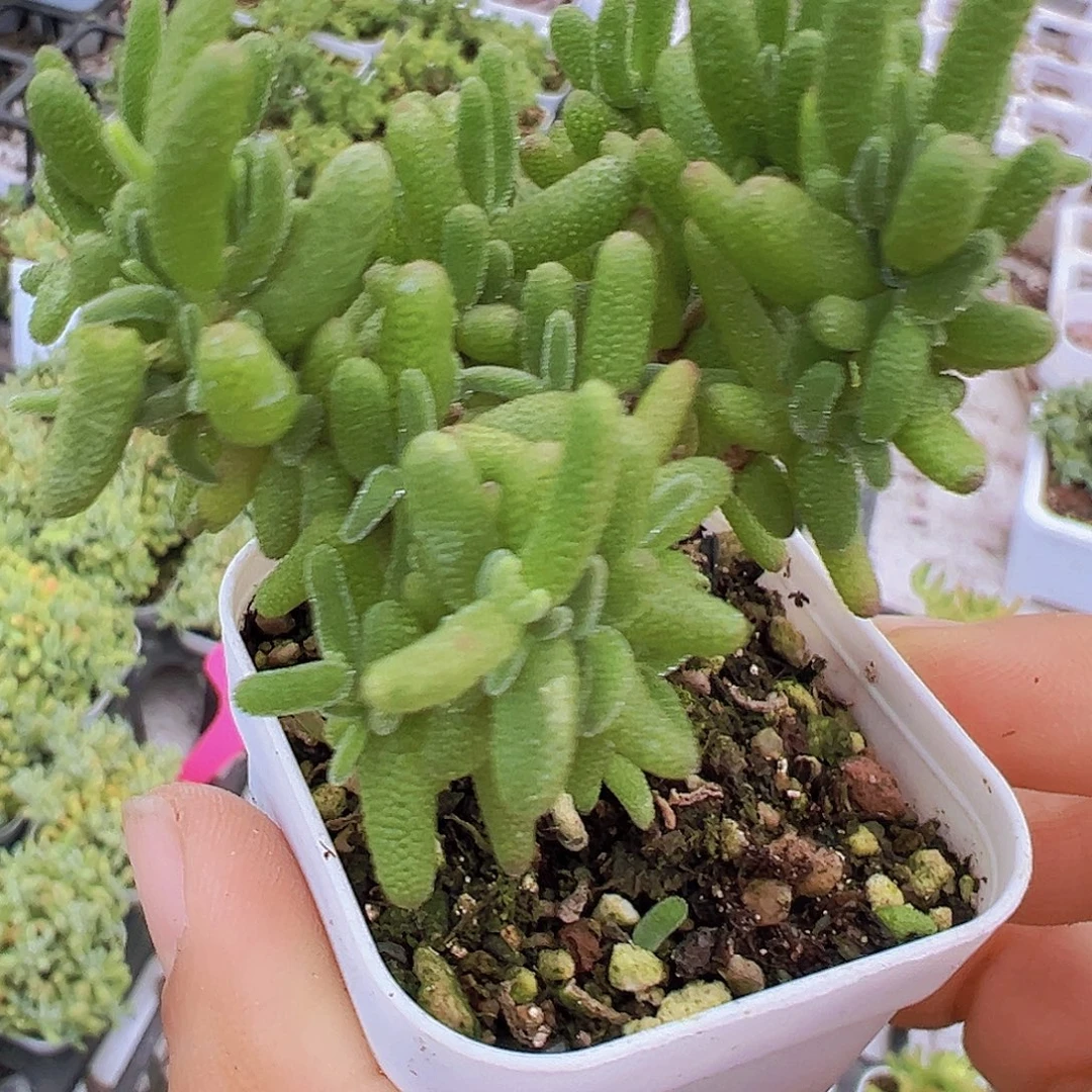 老桩糖球19包邮多肉