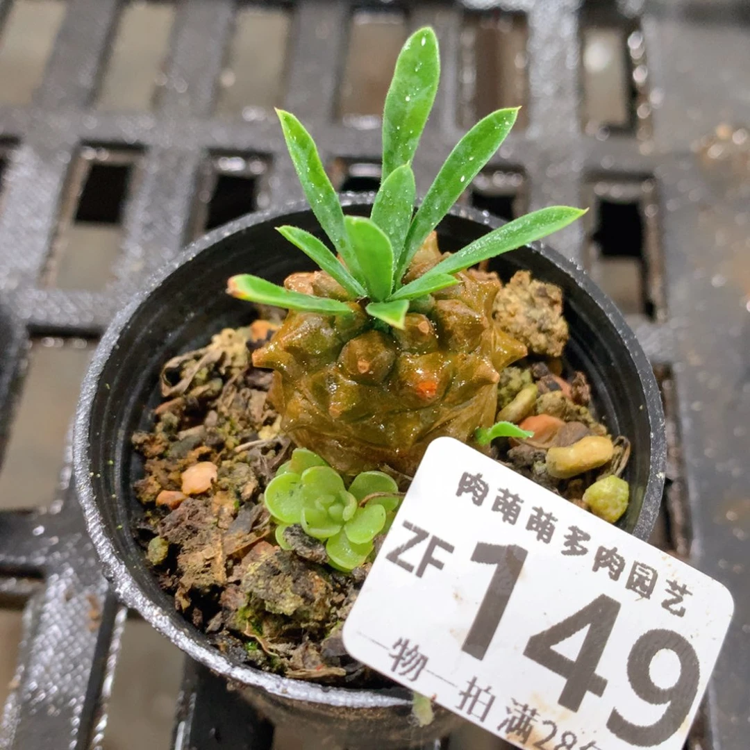 肉萌萌拇指盆精控多肉ZF149