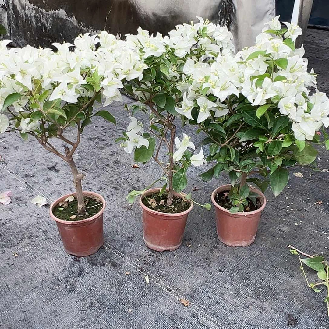 大部分花苞少量开放白雪公主掌中宝一颗