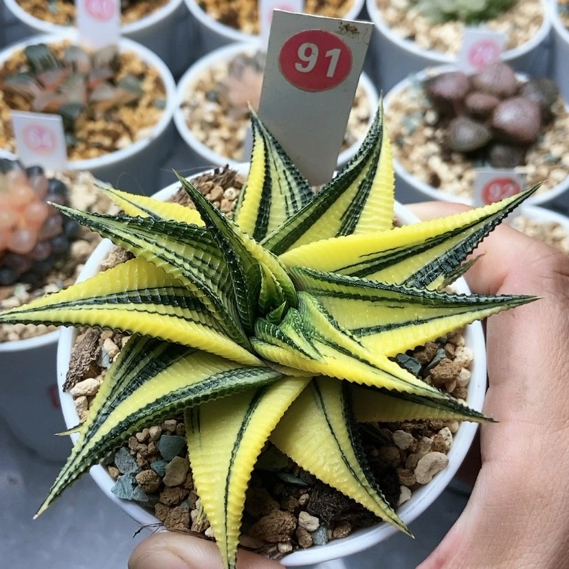 【闪购商品】91琉璃殿锦