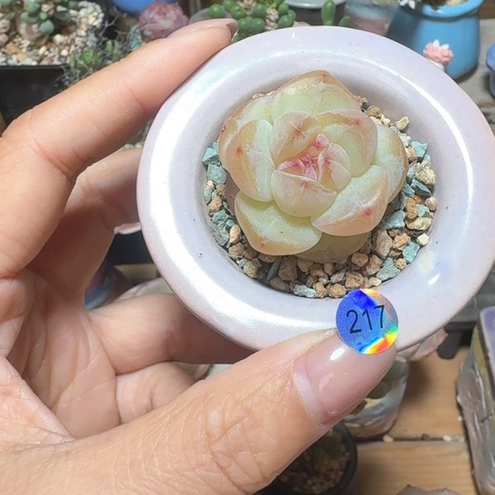 217 多肉含盆土 30元包邮 ➗偏远地区