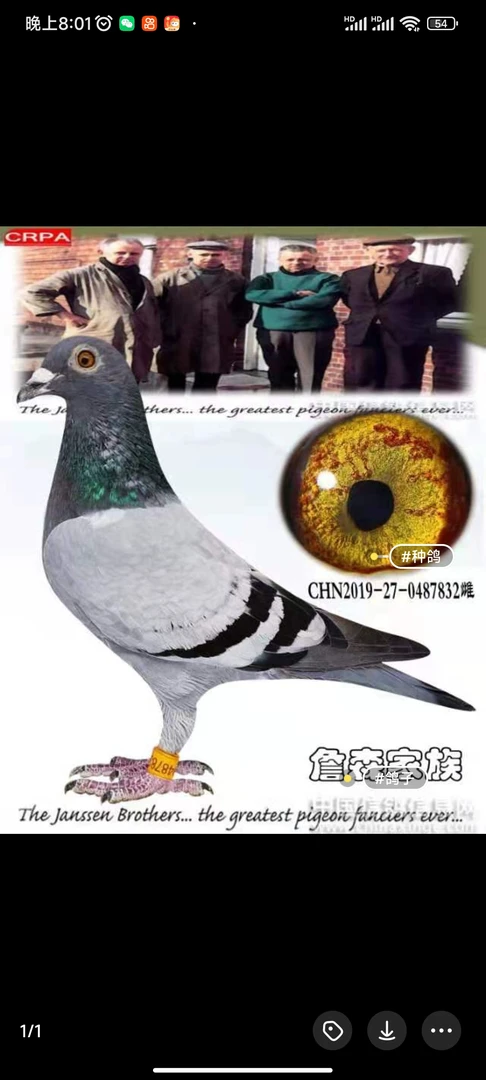 老詹森鸽子带足环