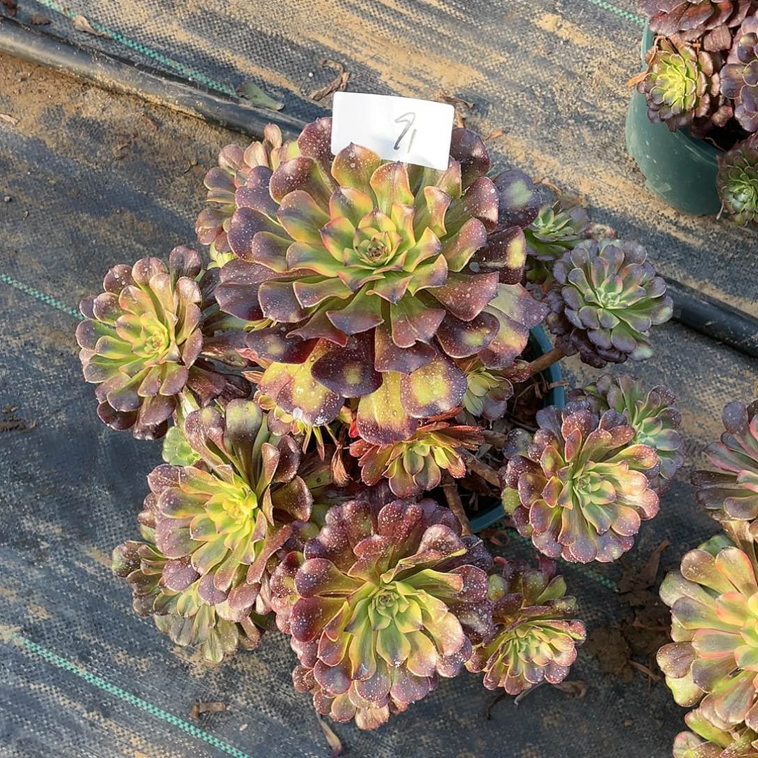 *****完全开放91111111111111111