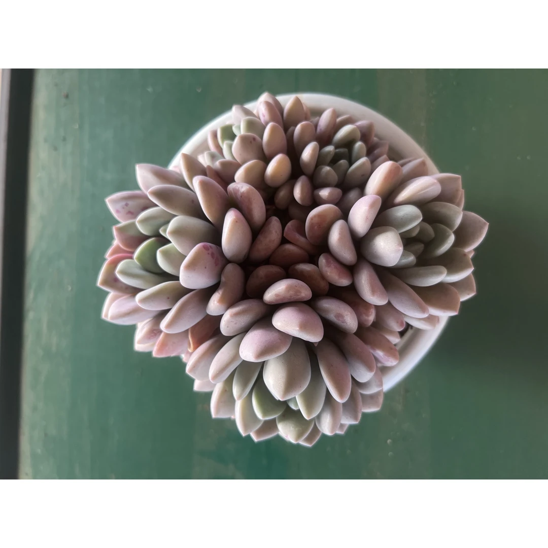 王小二多肉花斑露15杯冠幅12-15厘米多肉植物带基地原盆原土发
