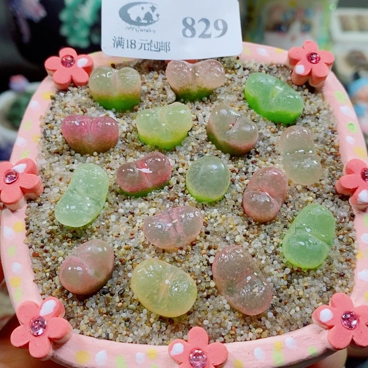 生石花花红红火火829