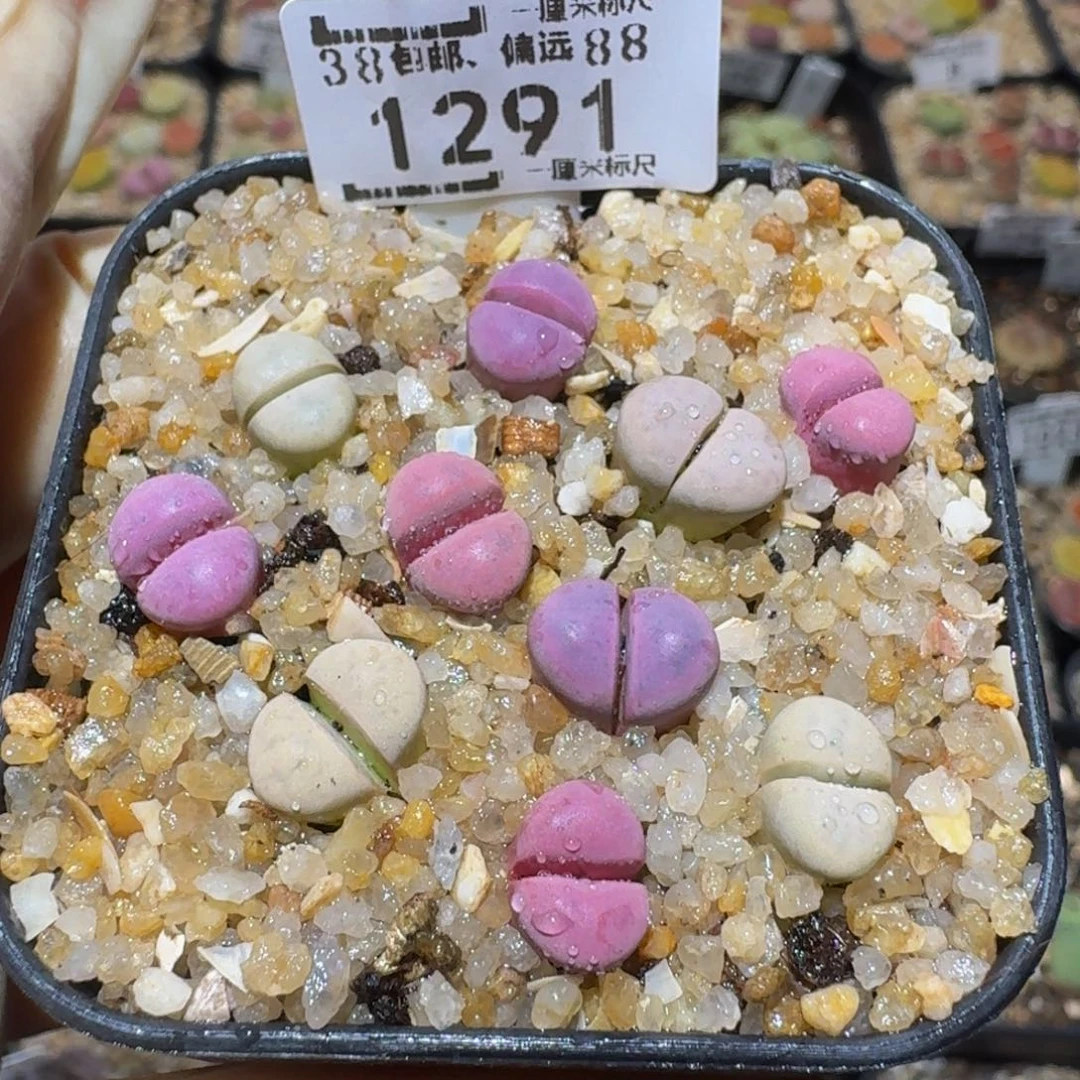 Ssss精品生石花1291